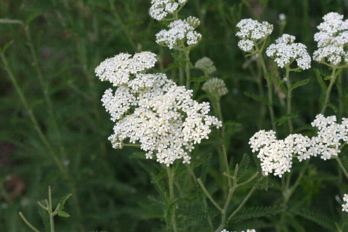 Achillea millefolium #9