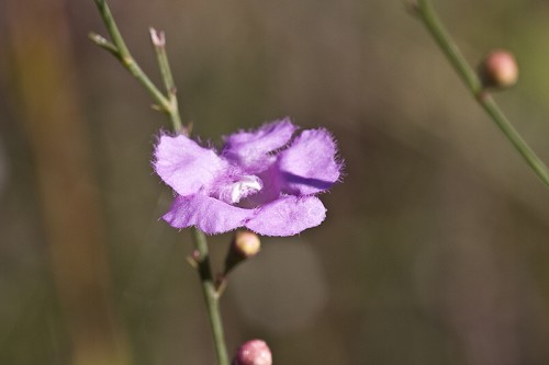 Agalinis aphylla #1