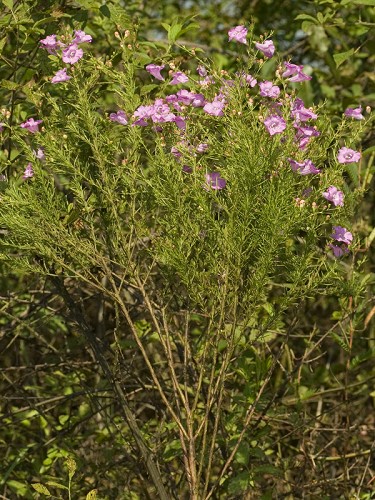 Agalinis fasciculata #17