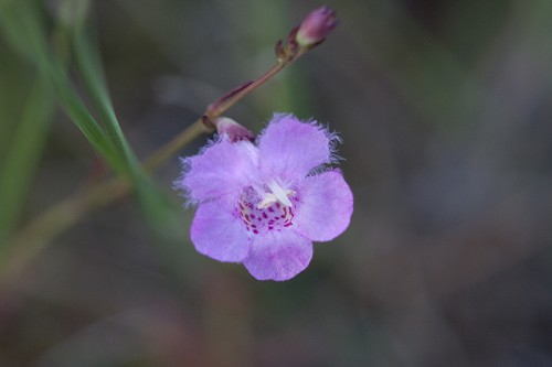 Agalinis maritima #3