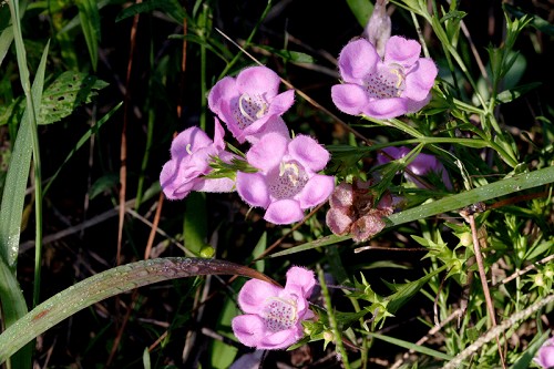 Agalinis heterophylla #1