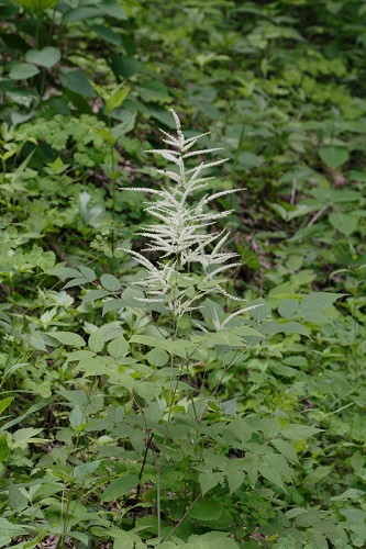 Aruncus dioicus #11