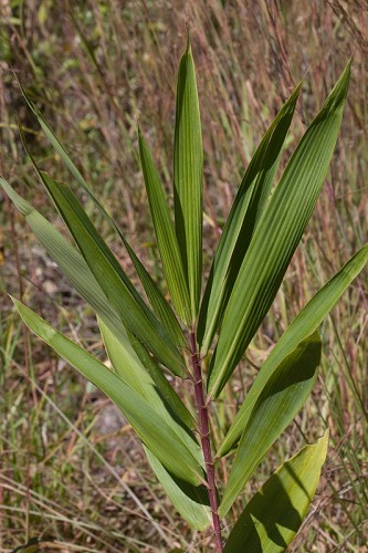 Arundinaria tecta #1