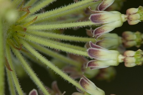 Asclepias hirtella #1