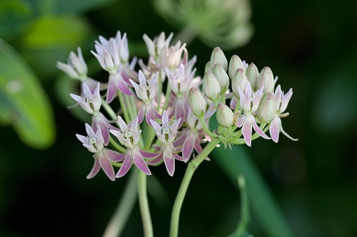 Asclepias rubra #1