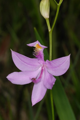 Calopogon tuberosus var. tuberosus #1