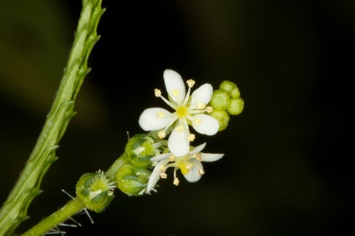 Caperonia palustris #2