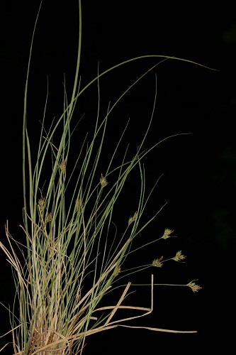 Carex albicans var. emmonsii #1
