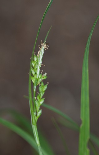 Carex leptonervia #3