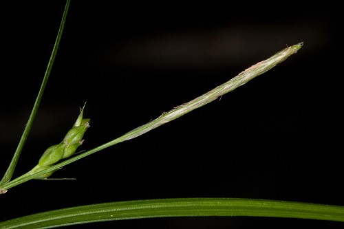 Carex oligocarpa #8