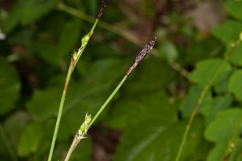 Carex plantaginea #23