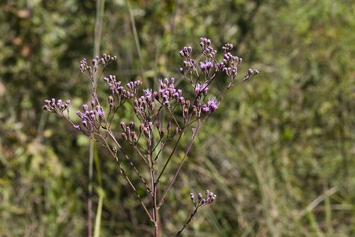 Carphephorus odoratissimus #1