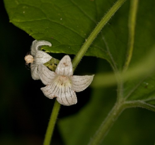 Cayaponia quinqueloba #1