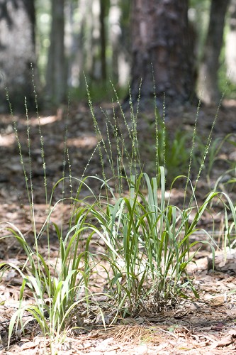 Chasmanthium sessiliflorum #4