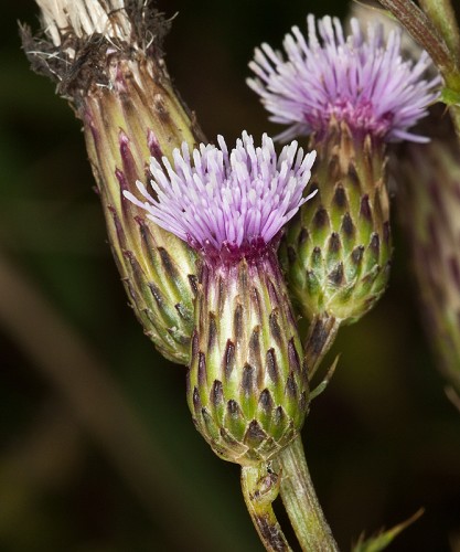 Cirsium arvense #6