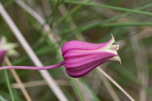 Clematis glaucophylla #1