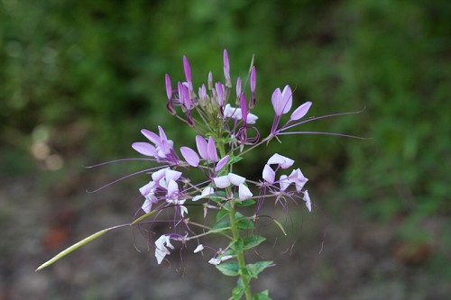 Cleome hassleriana #1