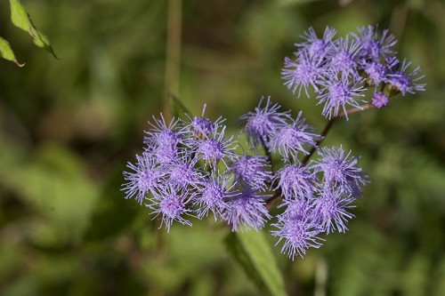 Conoclinium coelestinum #1