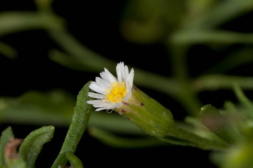 Conyza canadensis var. pusilla #1