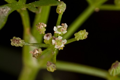 Cyclospermum leptophyllum #10