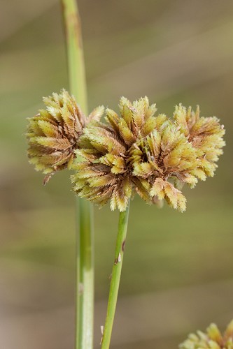 Cyperus entrerianus #15