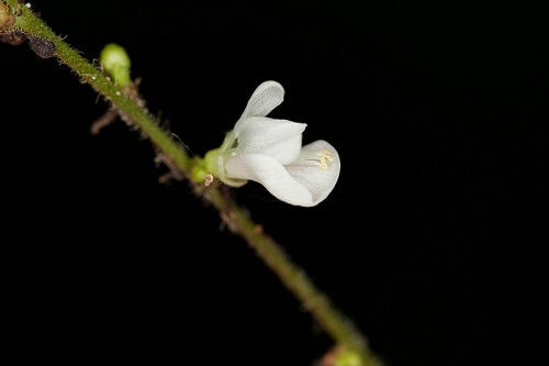 Desmodium glutinosum #2