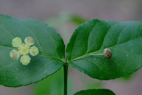 Euonymus americanus #1