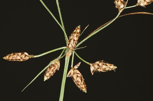 Fimbristylis tomentosa #7