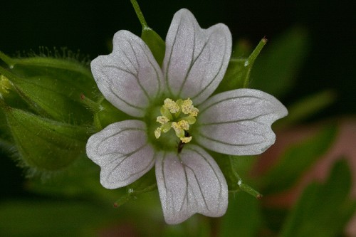 Geranium carolinianum #14