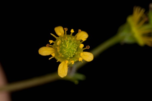 Geum vernum #5