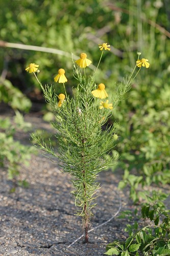 Helenium amarum #6