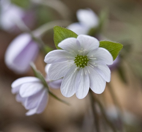 Hepatica nobilis var. acuta #6