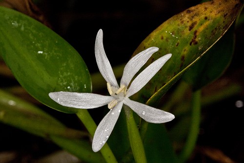 Heteranthera limosa #6