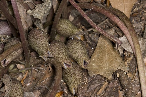 Hexastylis arifolia #3