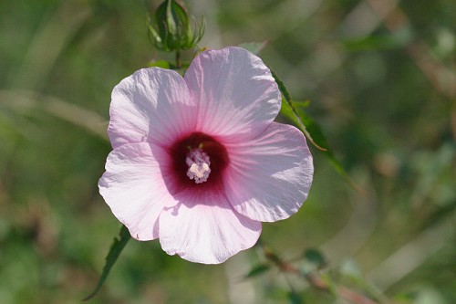 Hibiscus laevis #2