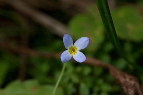 Houstonia serpyllifolia #19