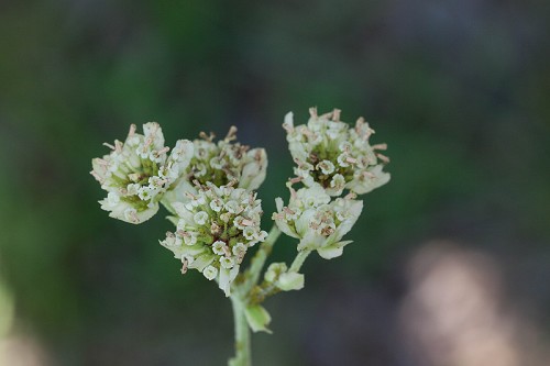 Hymenopappus scabiosaeus #32