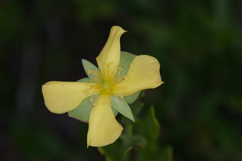 Hypericum crux-andreae #1