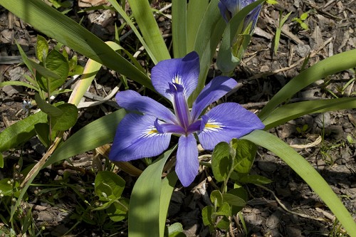 Iris brevicaulis #1