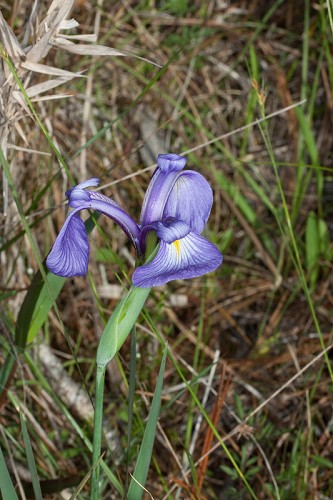Iris tridentata #1
