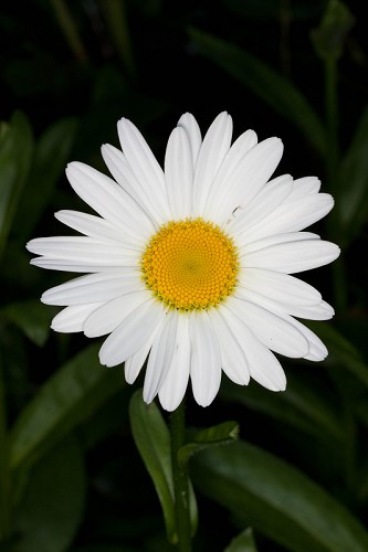 Leucanthemum lacustre #1