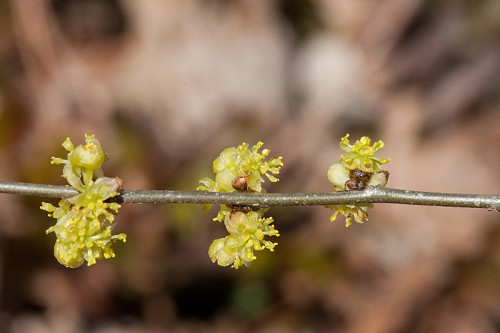 Lindera benzoin #1