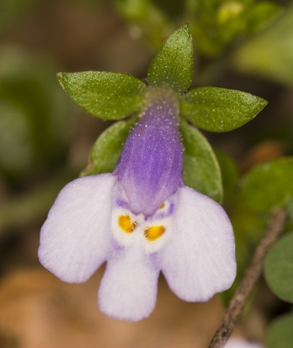 Mazus pumilus #1