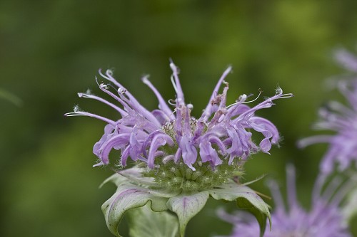 Monarda fistulosa #14