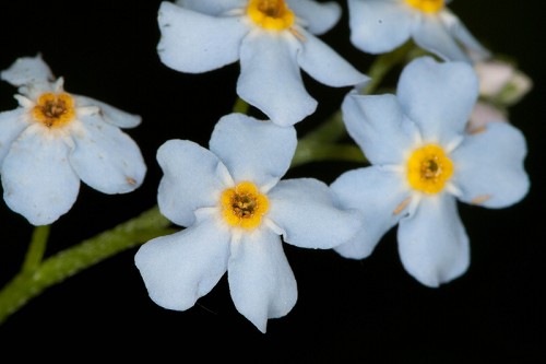 Myosotis scorpioides #11