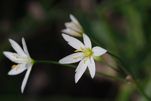 Nothoscordum bivalve #2