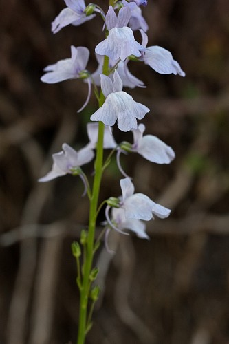 Nuttallanthus texanus #18