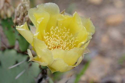 Opuntia humifusa #1