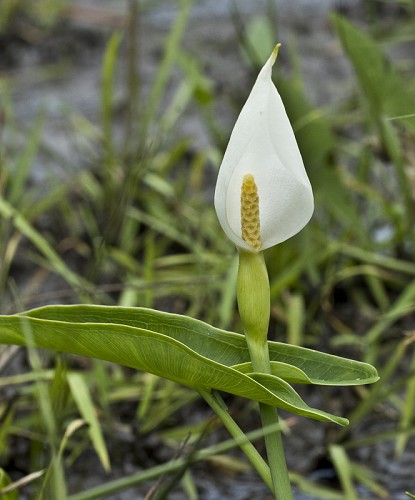 Peltandra sagittifolia #3