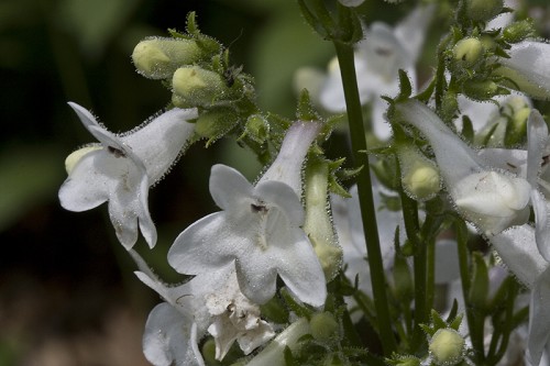 Penstemon alluviorum #6